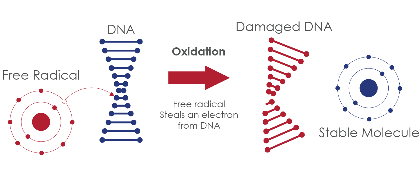 Sodium dna. Повреждение ДНК свободными радикалами. Свободные радикалы повреждают ДНК. Окислительное повреждение ДНК. Оксидативные повреждения ДНК.